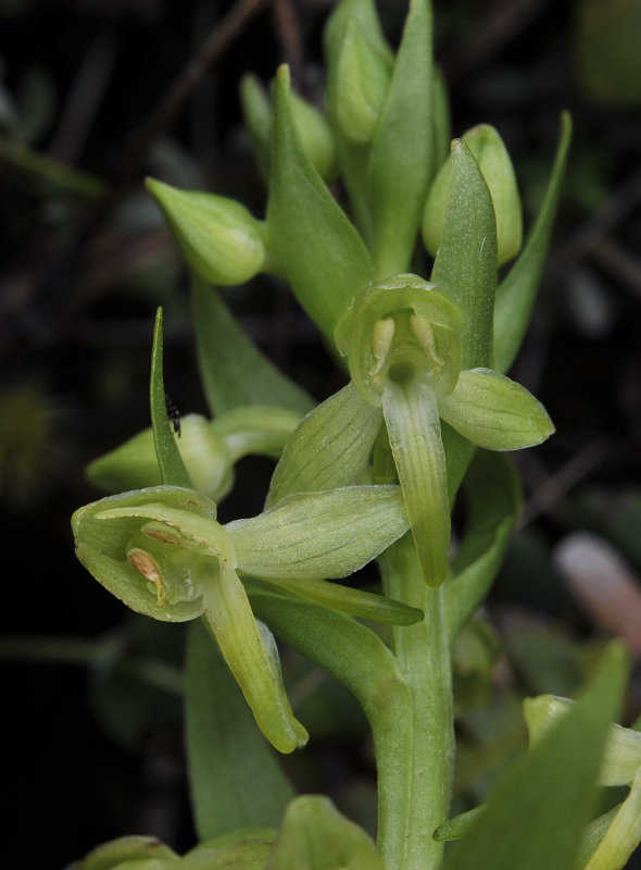 Platanthera azorica. Close-up.jpg