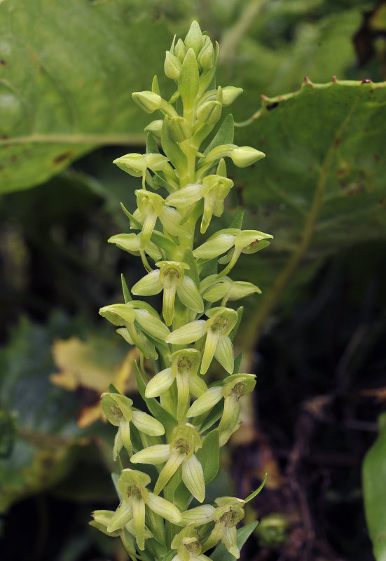 Platanthera azorica. Closer.jpg