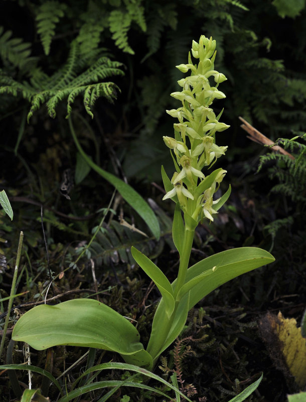 Platanthera azorica.4.jpg