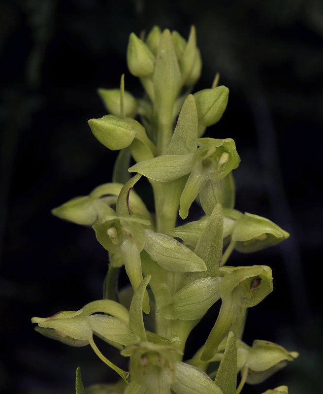 Platanthera azorica. Close-up.2.jpg
