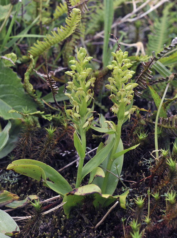 Platanthera azorica.5.jpg