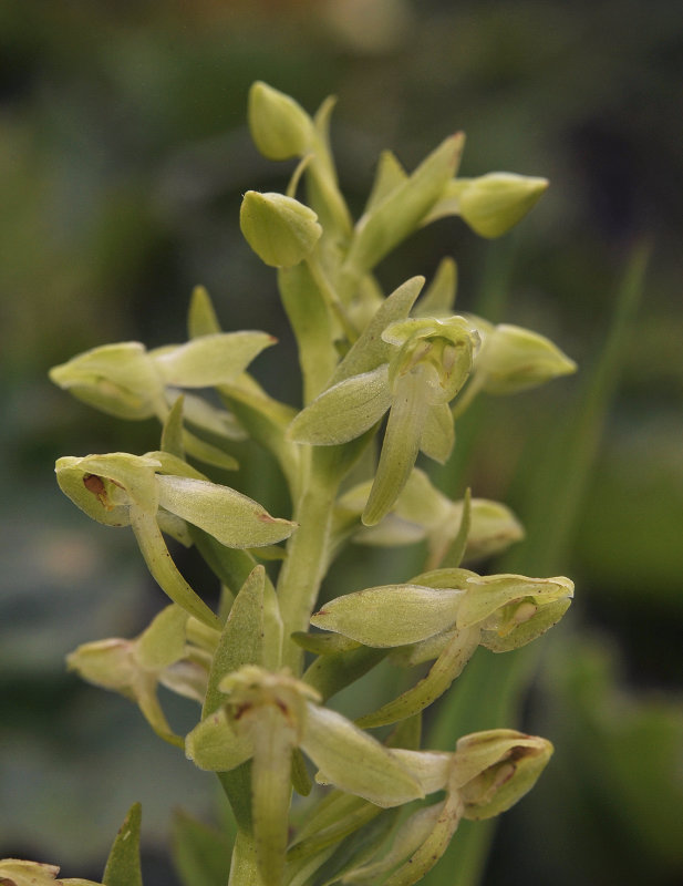 Platanthera azorica. Close-up.3.jpg