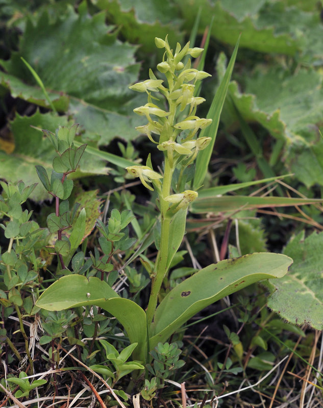 Platanthera azorica.8.jpg