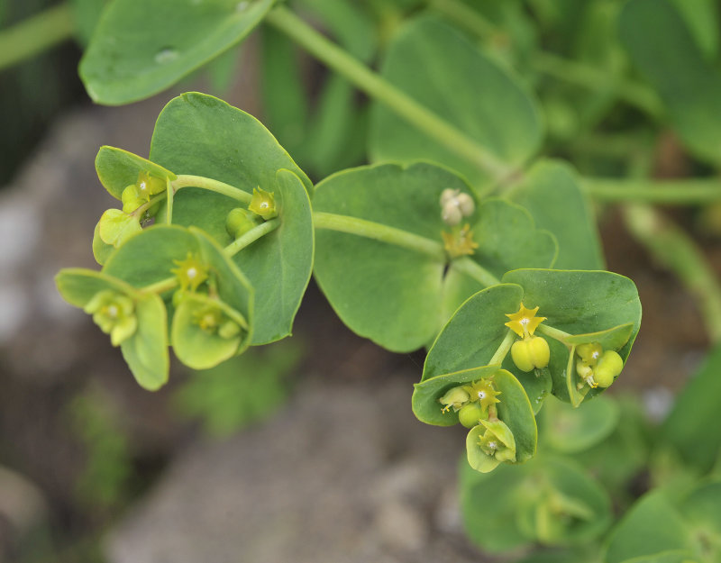 Euphorbia azorica. Closer.jpg
