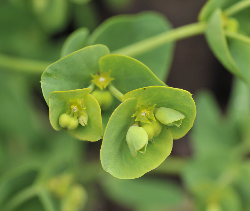 Euphorbia azorica. Close-up.jpg