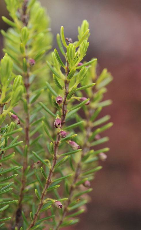 Erica azorica. Close-up.jpg