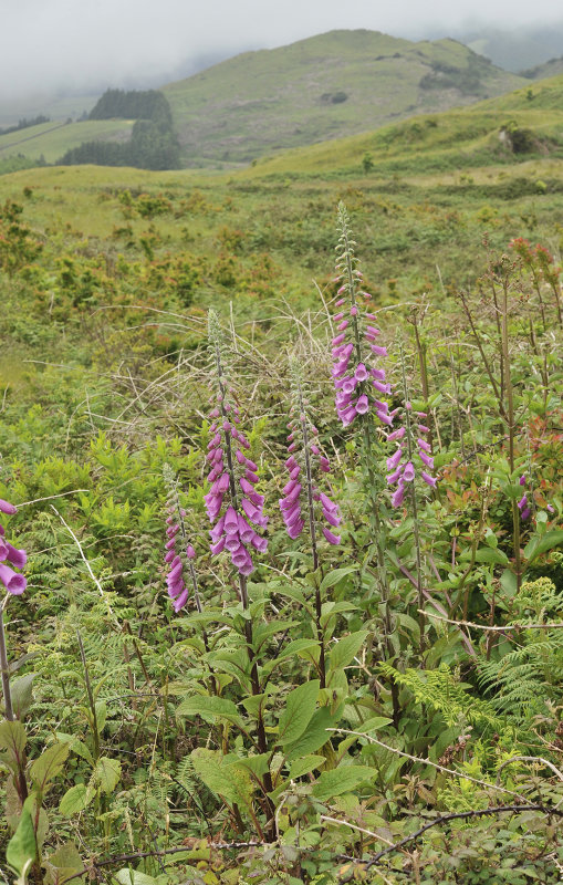 Digitalis purpuraea.jpg