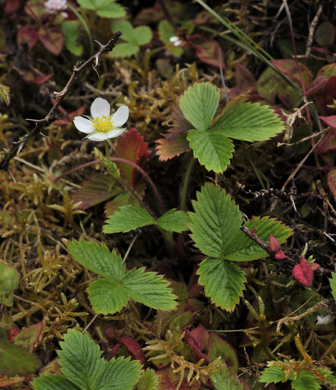 Fragaria vesca.3.jpg