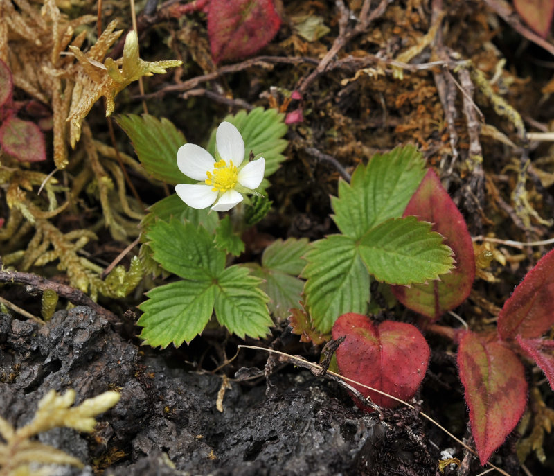 Fragaria vesca.jpg