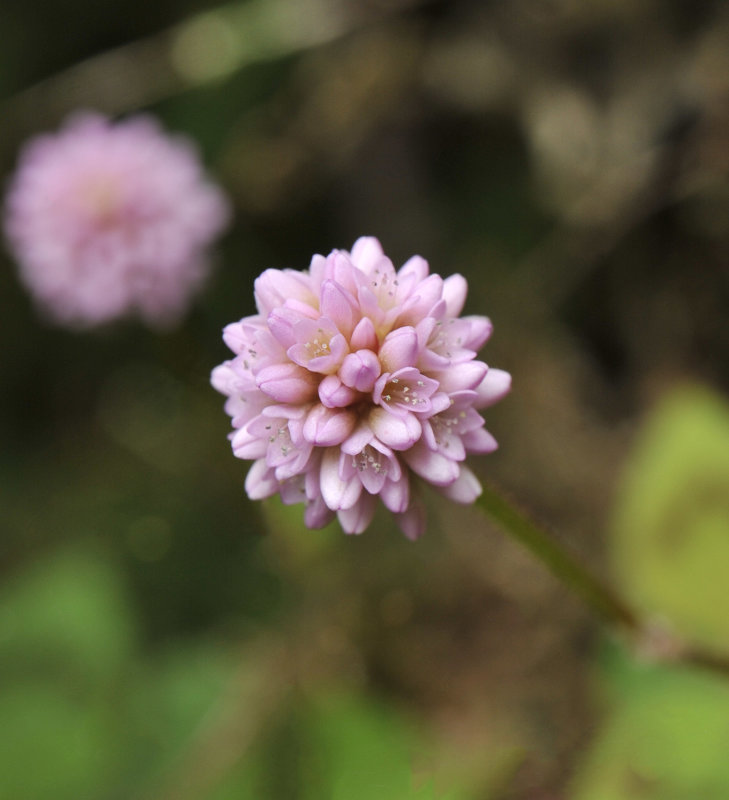 Persicaria capitata. Close-up.jpg