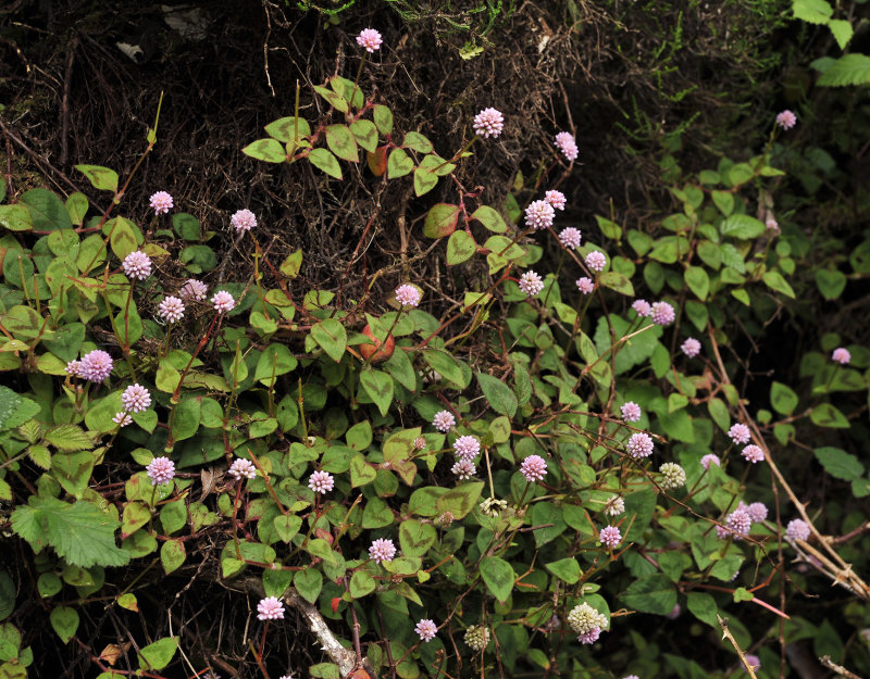 Persicaria capitata.2.jpg