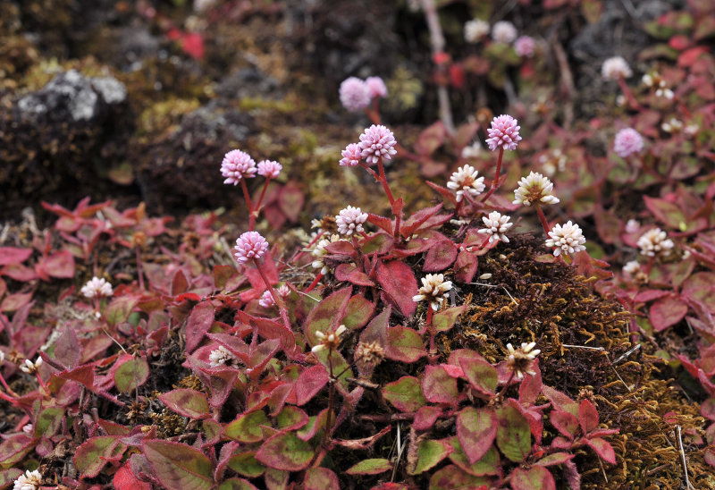 Persicaria capitata.jpg