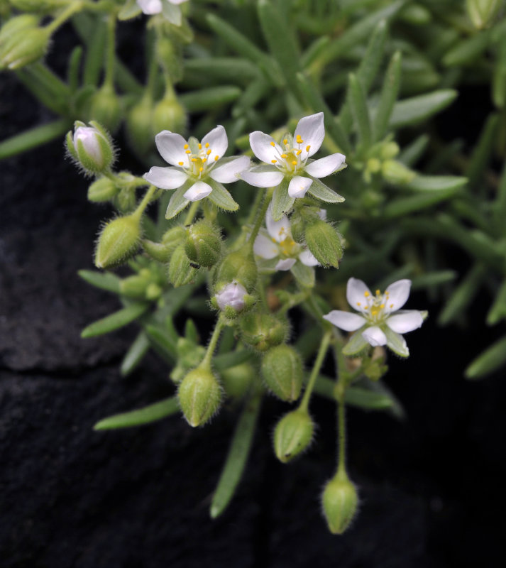 Spergularia azorica. Closer.jpg
