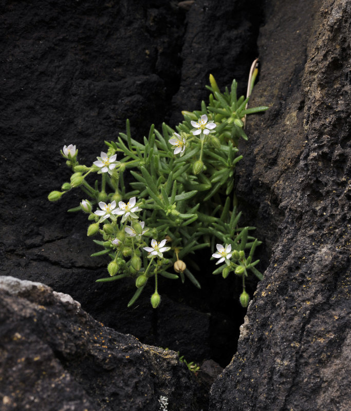 Spergularia azorica.2.jpg