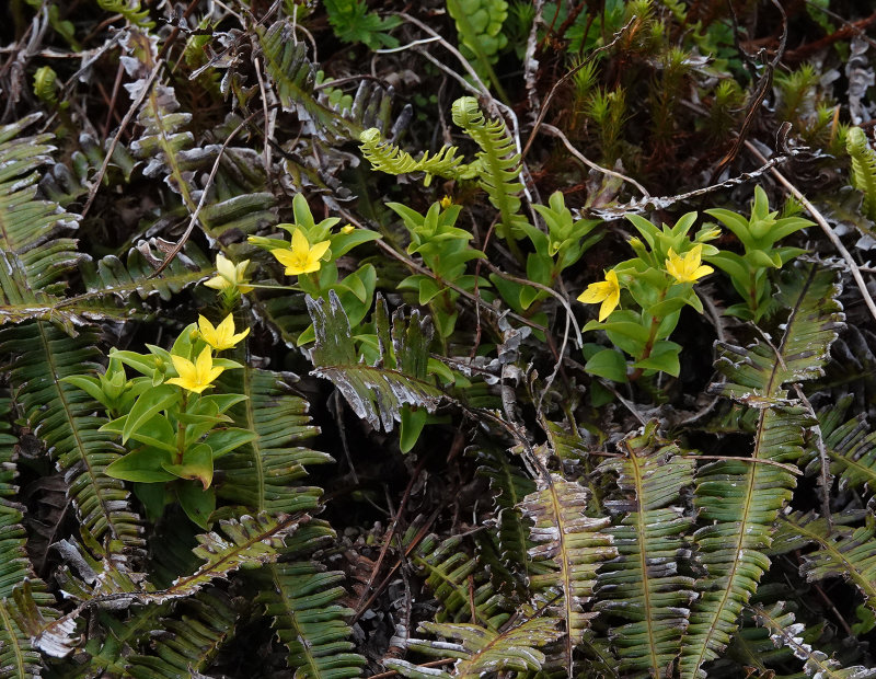 Lysimachia azorica.2.jpg