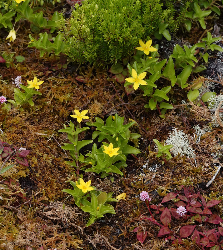 Lysimachia azorica.3.jpg