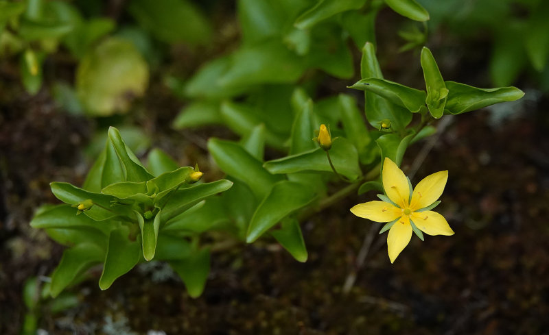 Lysimachia azorica.5.jpg