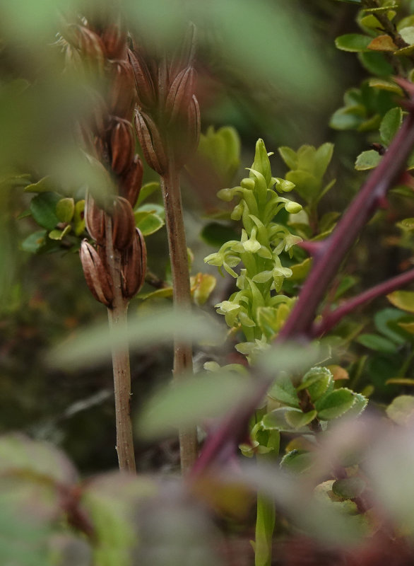 Platanthera pollostantha. Closer.