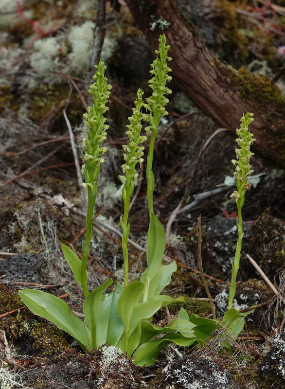 Platanthera pollostantha.3.jpg