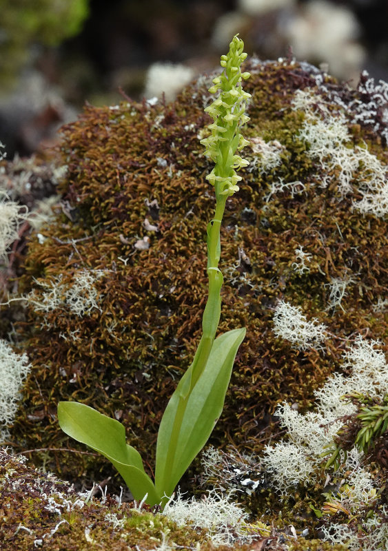 Platanthera pollostantha.6.jpg