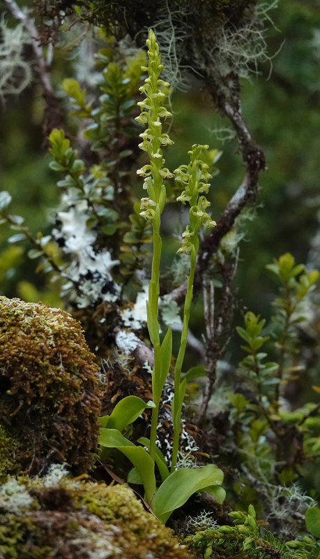 Platanthera pollostantha.jpg