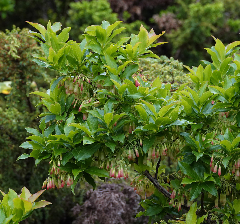 Vaccinium cylindraceum.jpg