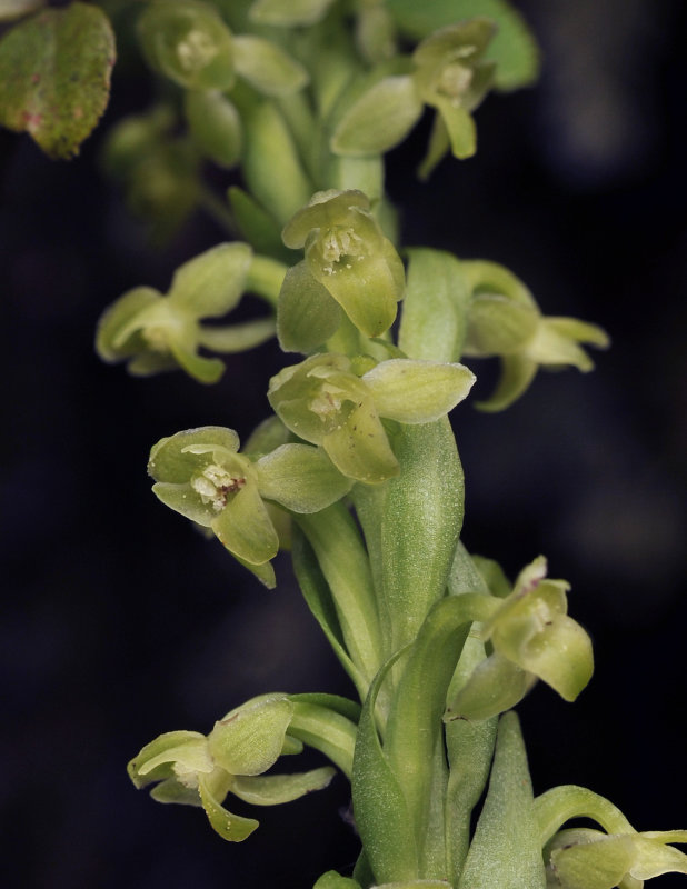 Platanthera pollostantha. Close-up.2.jpg