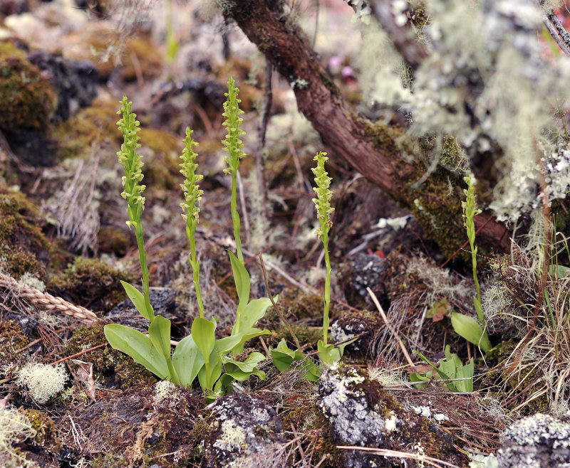 Platanthera pollostantha.6.jpg