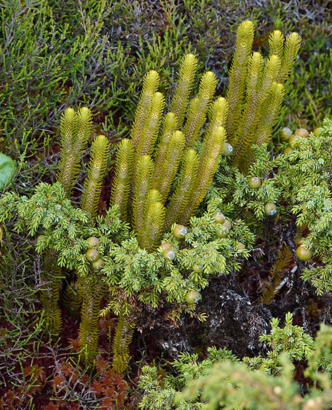 Huperzia dentata. Closer.2.jpg