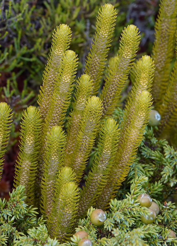 Huperzia dentata. Closer.3.jpg