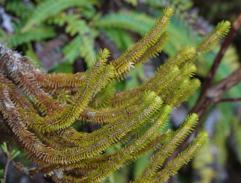 Huperzia dentata. Closer.jpg
