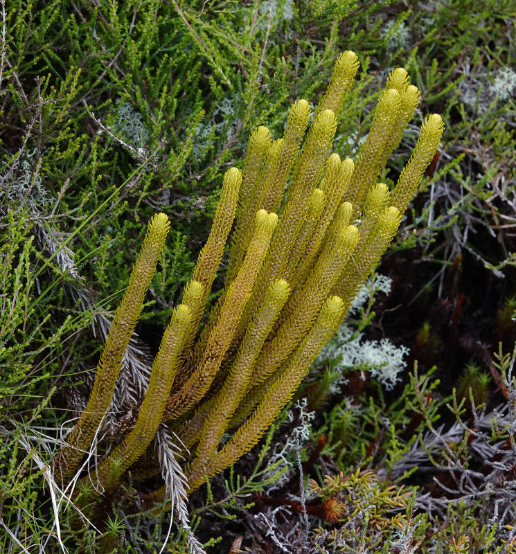 Huperzia dentata.3.jpg