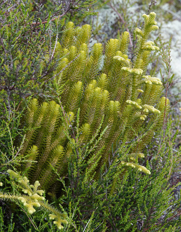 Huperzia dentata.4.jpg