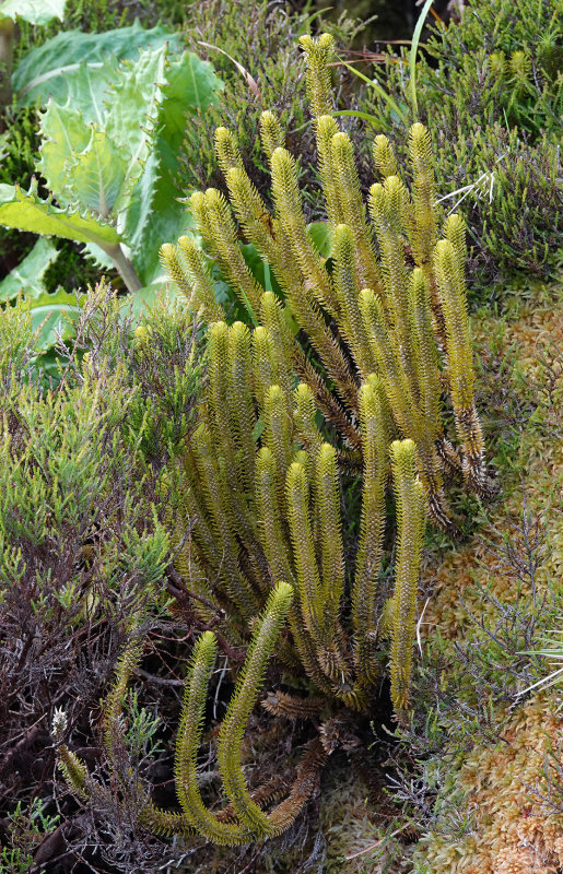Huperzia dentata.5.jpg