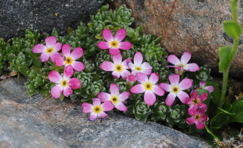 Androsace alpina.4.jpg