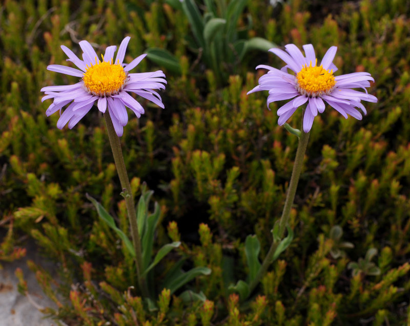Aster alpinus.jpg