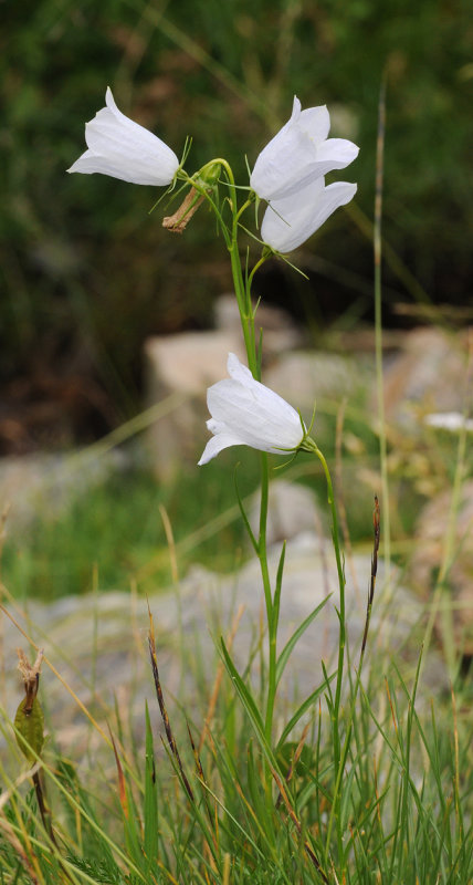 Campanula scheuchzeri. Almost white form.jpg