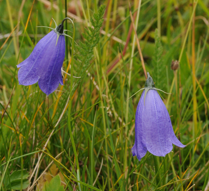 Campanula scheuchzeri.jpg