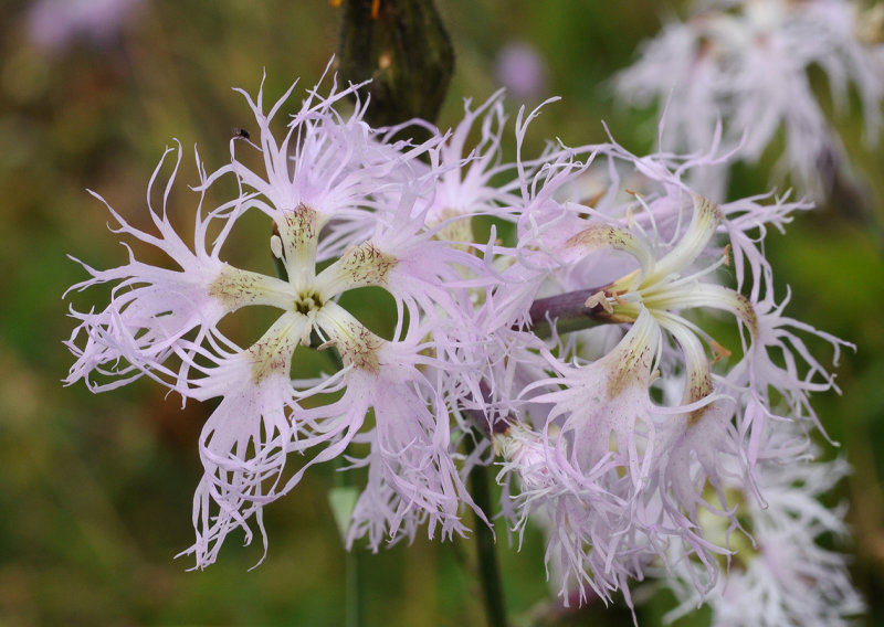 Dianthus superbus. Closer.2.jpg