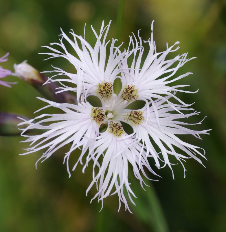 Dianthus superbus. Close-up.jpg