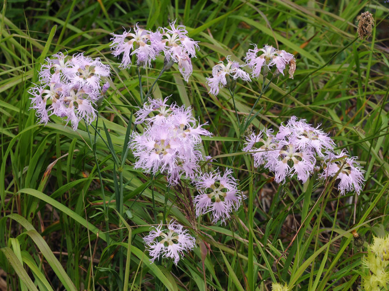 Dianthus superbus.3.jpg