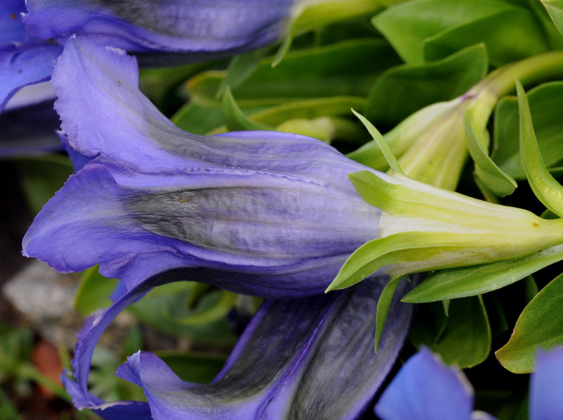 Gentiana acaulis. Close-up side.jpg