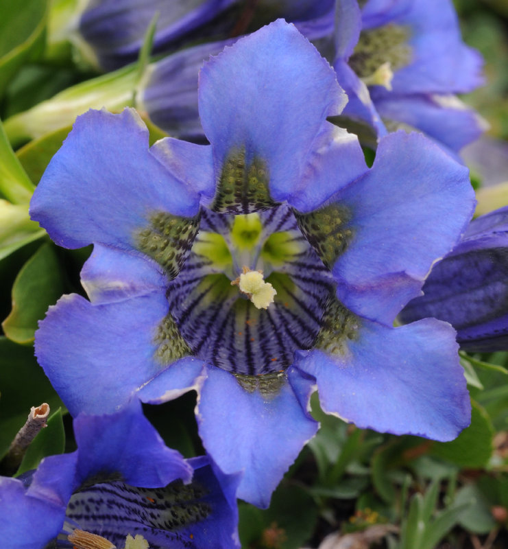 Gentiana acaulis. Close-up.2.jpg