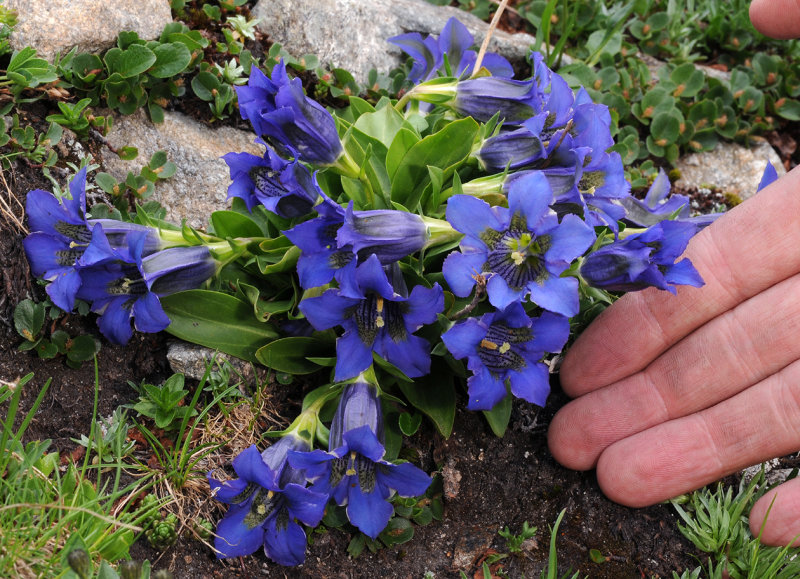 Gentiana acaulis. With hand.jpg