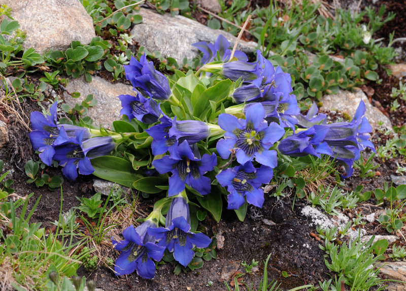 Gentiana acaulis.2.jpg