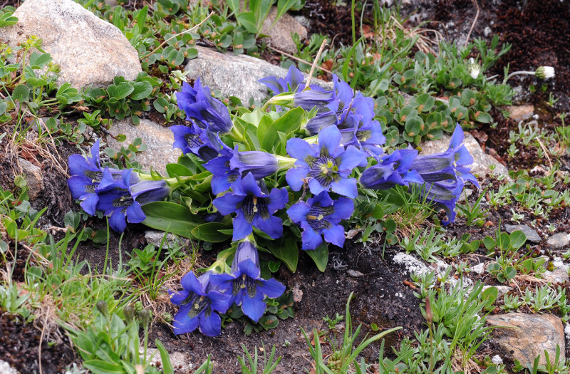Gentiana acaulis.jpg