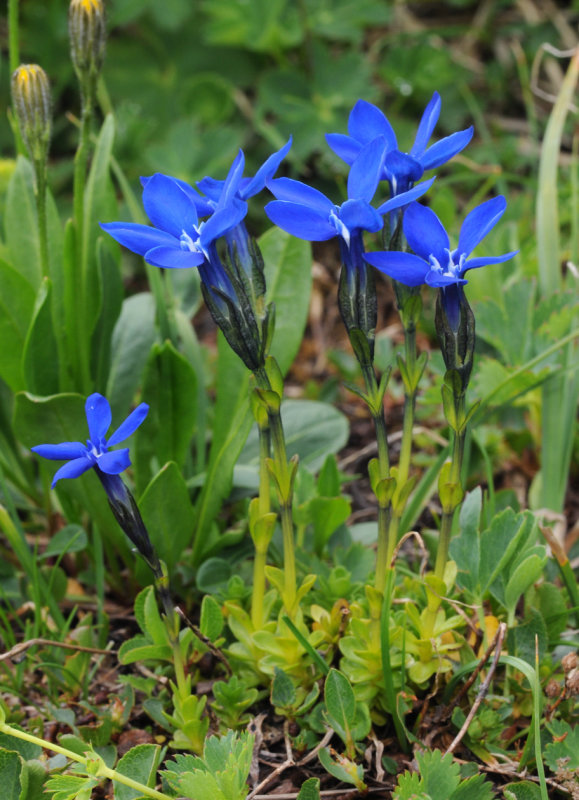 Gentiana bavarica.2.jpg