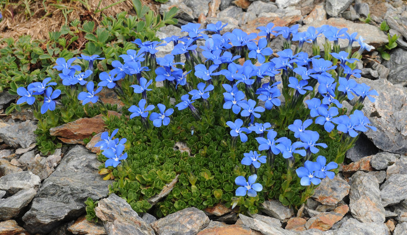 Gentiana orbicularis.3.jpg