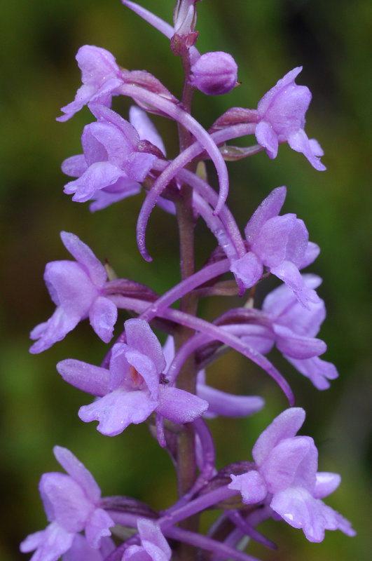 Gymnadenia conopsea. Close-up.jpg