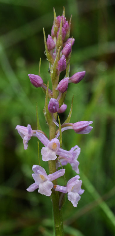 Gymnadenia odoratissima (2).jpg